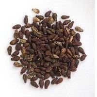 Shivlingi Seeds