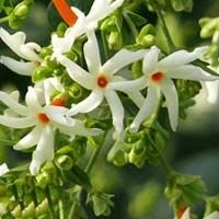 Nyctanthes Arbortristis