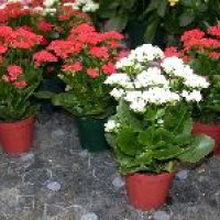 Kalanchoe Plant