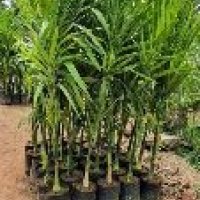 Cardamom Plant