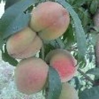 Peach Plants