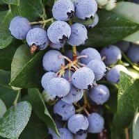 Blueberry plant