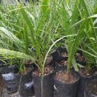 Dates Tissue Culture Plants