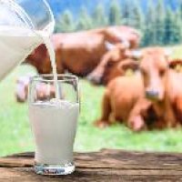 A2 Milk