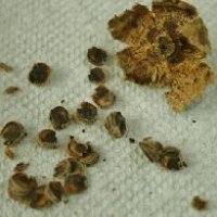 Hollyhock Seeds