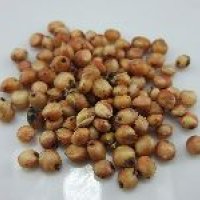 Sugarcane Seed