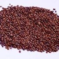 Hedge Seeds