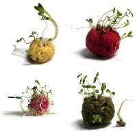 Plantable Seed Ball