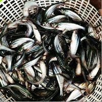 Pangasius Fish