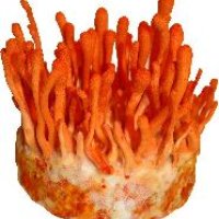 Cordyceps Militaris