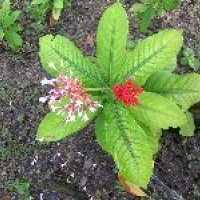 Sarpagandha Plant