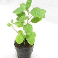 Ashwagandha Plant
