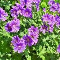 Geranium Plant