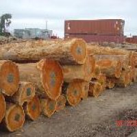 Eucalyptus Wood