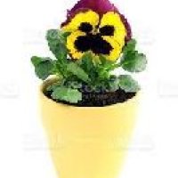 Pansy Plant