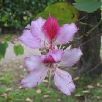 Bauhinia Variegata