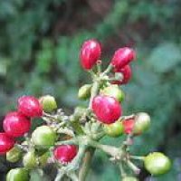 Cissampelos Pareira
