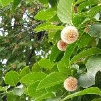 Kadamba Plant