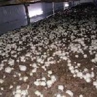 Mushroom Cultivation Training