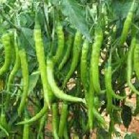Hybrid Chilli