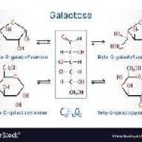 D Galactose