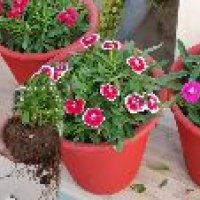 Dianthus Plant
