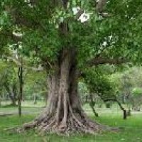 Bodhi Tree