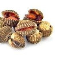 Blood Clam