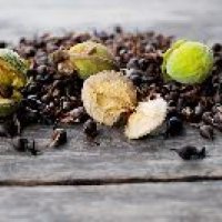 Agarwood Seeds