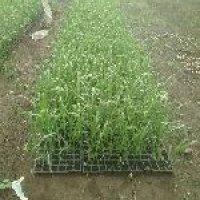 Sugarcane Plant