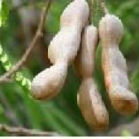 Fresh Tamarind
