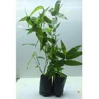 Bamboo Tissue Culture plants