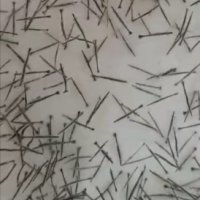 Tiger Prawn Seeds