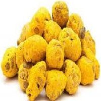 Turmeric Bulb