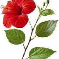 Fresh Hibiscus Flower