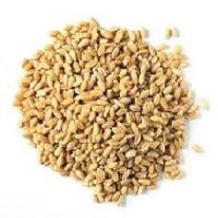 Animal Feed Wheat Seeds