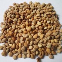 Safed Musli Seeds