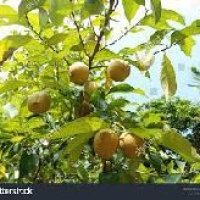 Nutmeg Plant