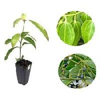 Cinnamon Plant