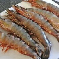 Fresh Tiger Prawn