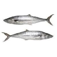 Frozen Surmai Fish
