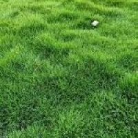 Nilgiri Grass