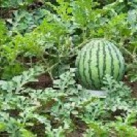 Watermelon Plant