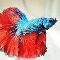 Betta Fish