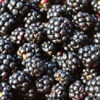 Frozen Blackberries