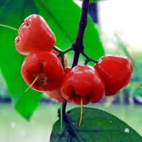 Water Apple Plant