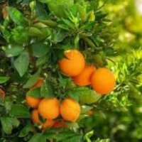 Kinnow Plant