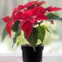 Poinsettia Plant