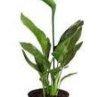 Bird of Paradise Plant