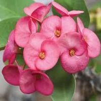 Euphorbia Plant